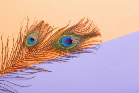 Foto de Plumas de pavo real sobre fondo de papel de color pastel - Imagen libre de derechos