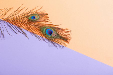 Photo for Peacock feather on pastel color paper background  background - Royalty Free Image