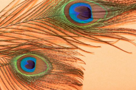 Téléchargez les photos : Plume de paon sur fond de papier couleur pastel - en image libre de droit