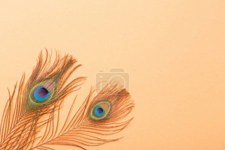Photo for Peacock feather on pastel color paper background  background - Royalty Free Image