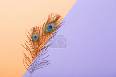 Foto de Plumas de pavo real sobre fondo de papel de color pastel - Imagen libre de derechos