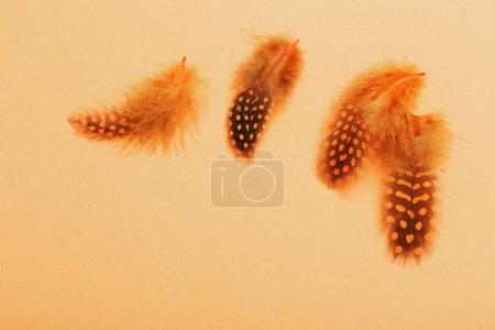 Photo for Beautiful bird feather on orange  background - Royalty Free Image