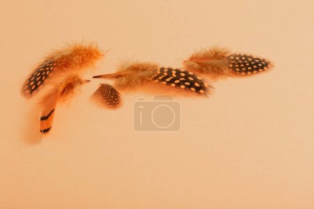 Photo for Beautiful bird feather on orange  background - Royalty Free Image