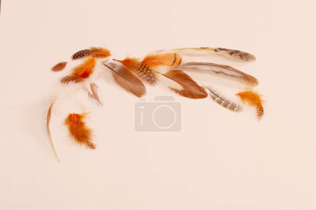 Foto de Beautiful bird feather on white background - Imagen libre de derechos