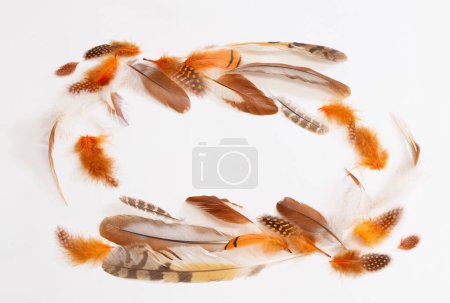Foto de Beautiful bird feather on white background - Imagen libre de derechos