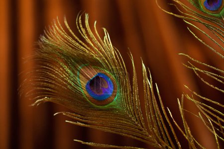 Foto de Plumas de pavo real sobre fondo de terciopelo - Imagen libre de derechos