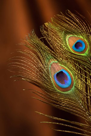 Foto de Plumas de pavo real sobre fondo de terciopelo - Imagen libre de derechos