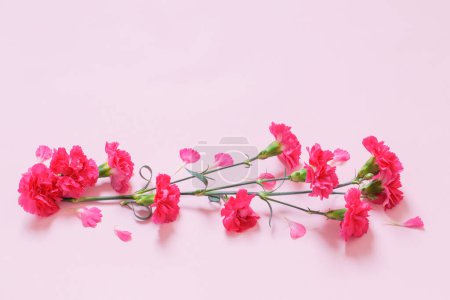 Photo for Pink carnation flowers on pink background - Royalty Free Image