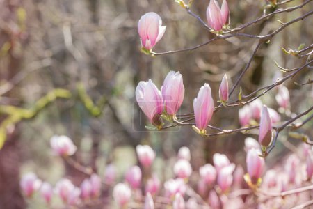Téléchargez les photos : Magnolia fleurs au soleil dans le jardin de printemps - en image libre de droit