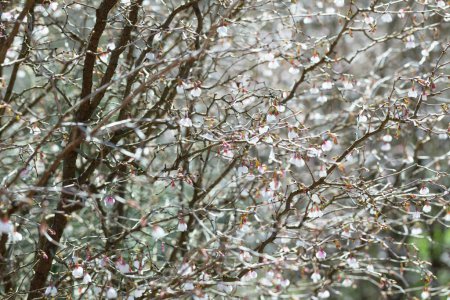 Téléchargez les photos : Fleurs de cerisier au soleil dans le jardin de printemps - en image libre de droit