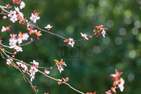 Téléchargez les photos : Fleurs de cerisier au soleil dans le jardin de printemps - en image libre de droit