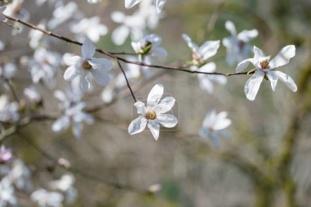 Foto de Magnolia flores a la luz del sol en el jardín de primavera - Imagen libre de derechos