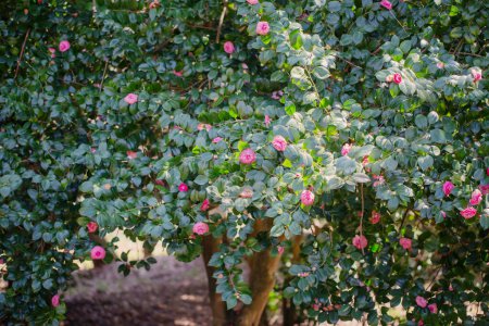 Téléchargez les photos : Fleurs d'azalée dans le parc ensoleillé de printemps - en image libre de droit