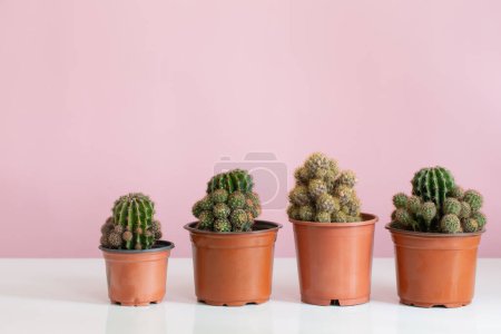 Photo for Cactus plants in flowerpots on pink background - Royalty Free Image