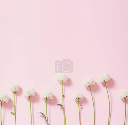 Photo for White chrysanthemums on pink background  background - Royalty Free Image