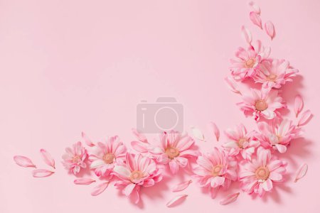 Téléchargez les photos : Chrysanthèmes roses et blancs sur fond rose - en image libre de droit