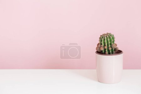 Téléchargez les photos : Cactus en pot rose sur fond rose - en image libre de droit
