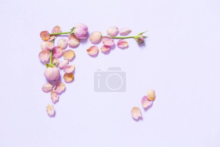 Téléchargez les photos : Pétales de rose sur fond de papier violet - en image libre de droit