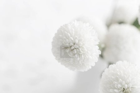 Téléchargez les photos : Chrysanthèmes blancs sur fond blanc gros plan - en image libre de droit