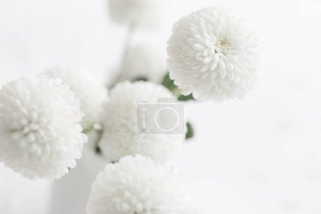 Foto de Crisantemos blancos sobre fondo blanco de cerca - Imagen libre de derechos