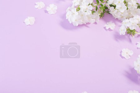 Foto de Phloxes blancos sobre fondo de papel de color - Imagen libre de derechos