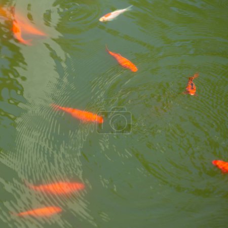 Téléchargez les photos : Étang vert avec poissons rouges dans le jardin japonais au soleil - en image libre de droit