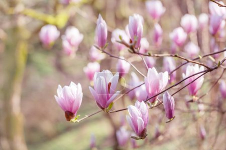 Téléchargez les photos : Magnolia fleurs au soleil dans le jardin de printemps - en image libre de droit