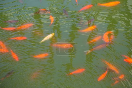 Foto de Estanque verde con peces de colores en el jardín japonés a la luz del sol - Imagen libre de derechos