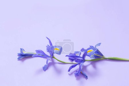 Téléchargez les photos : Iris bleus sur fond de papier violet - en image libre de droit