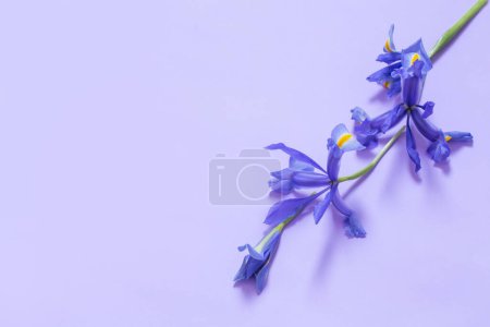 Foto de Iris azules sobre fondo de papel púrpura - Imagen libre de derechos