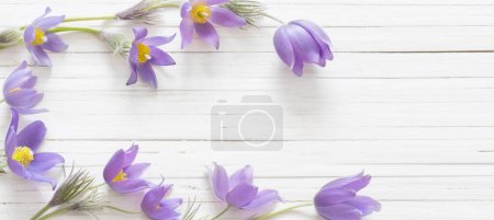 Foto de Flores de primavera púrpura sobre fondo de madera blanca - Imagen libre de derechos