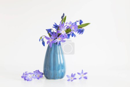 Foto de Nevadas azules y púrpuras en jarrón azul sobre fondo blanco - Imagen libre de derechos