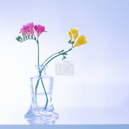 Téléchargez les photos : Freesia dans un vase en verre sur fond bleu - en image libre de droit
