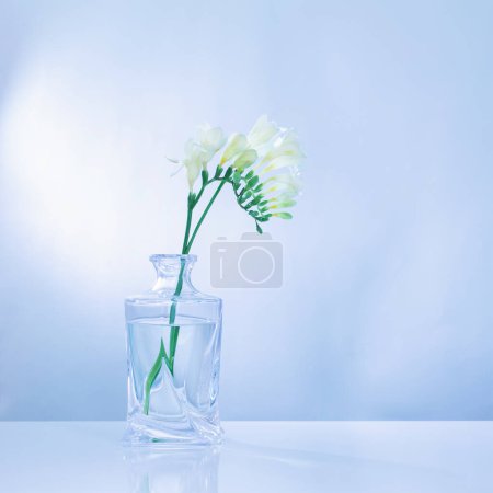 Téléchargez les photos : Freesia blanc dans un vase en verre sur fond bleu - en image libre de droit