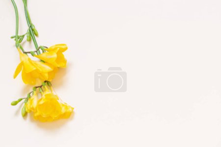 Téléchargez les photos : Branche de freesia jaune sur fond blanc - en image libre de droit