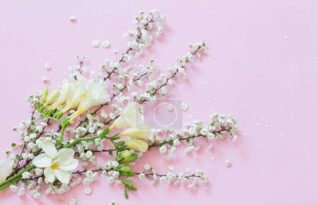 Téléchargez les photos : Fleurs printanières blanches sur fond rose - en image libre de droit