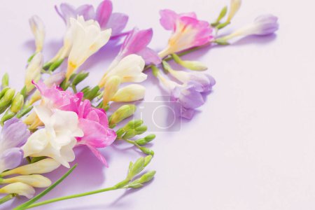 Téléchargez les photos : Fleurs roses, blanches et violettes sur fond blanc - en image libre de droit
