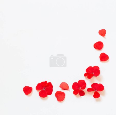 Photo for Frame of red geranium on white background - Royalty Free Image