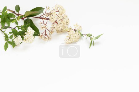 Téléchargez les photos : Fleurs de sureau de printemps sur fond blanc - en image libre de droit