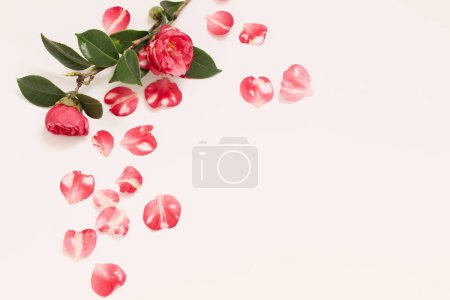 Foto de Hermosas flores rosadas sobre fondo blanco - Imagen libre de derechos
