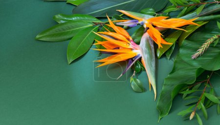 Foto de Flores exóticas tropicales y hojas sobre fondo verde - Imagen libre de derechos