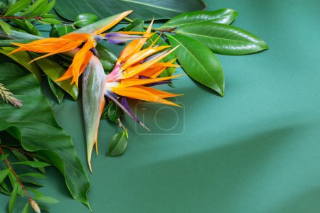 Téléchargez les photos : Fleurs exotiques tropicales et feuilles sur fond vert - en image libre de droit
