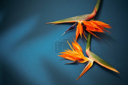 Foto de Flores exóticas tropicales y hojas sobre fondo azul - Imagen libre de derechos