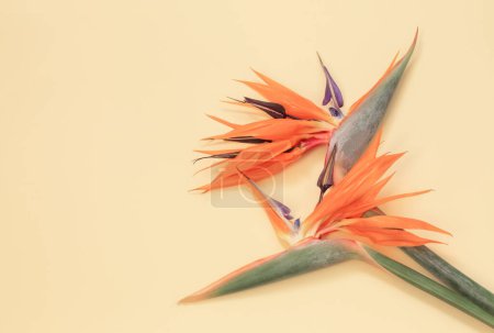 Téléchargez les photos : Oiseau de paradis fleurs sur fond jaune - en image libre de droit