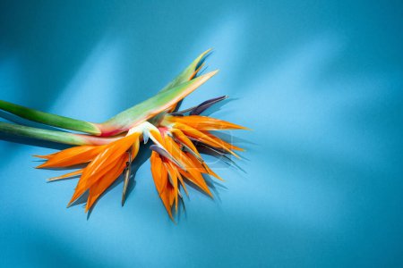 Téléchargez les photos : Fleurs exotiques tropicales et feuilles sur fond bleu - en image libre de droit