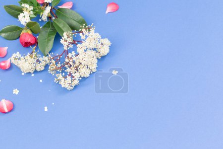 Téléchargez les photos : Fleurs de sureau de printemps sur fond bleu - en image libre de droit