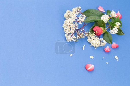 Photo for Spring elderflowers on blue background - Royalty Free Image