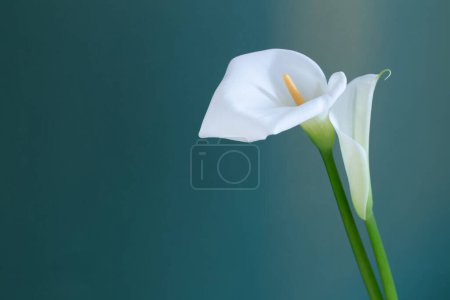 Foto de Dos hermosas flores blancas sobre fondo verde - Imagen libre de derechos