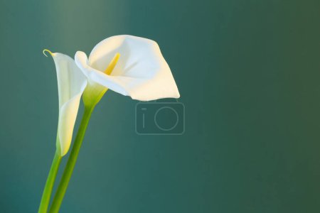 Téléchargez les photos : Deux belles fleurs blanches sur fond vert - en image libre de droit