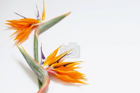 Foto de Pájaro del paraíso flores sobre fondo blanco - Imagen libre de derechos